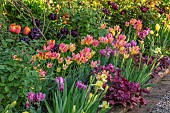 MORTON HALL GARDENS, WORCESTERSHIRE: KITCHEN GARDEN, BORDER, TULIP ANTOINETTE, AMAZING GRACE, DORDOGNE, BLACK HERO, IRIS MAUI MOONLIGHT, HEUCHERA AMETHYST MIST OR PLUM PUDDING