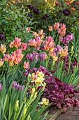 MORTON HALL GARDENS, WORCESTERSHIRE: KITCHEN GARDEN, BORDER, TULIP ANTOINETTE, AMAZING GRACE, DORDOGNE, BLACK HERO, IRIS MAUI MOONLIGHT, HEUCHERA AMETHYST MIST OR PLUM PUDDING