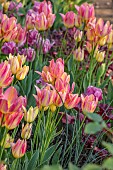 MORTON HALL GARDENS, WORCESTERSHIRE: KITCHEN GARDEN, BORDER, TULIP ANTOINETTE, AMAZING GRACE, BULBS