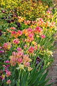MORTON HALL GARDENS, WORCESTERSHIRE: KITCHEN GARDEN, BORDER, TULIP ANTOINETTE, AMAZING GRACE, BLACK HERO, IRIS MAUI MOONLIGHT, HEUCHERA AMETHYST MIST OR PLUM PUDDING