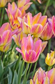 MORTON HALL GARDENS, WORCESTERSHIRE: KITCHEN GARDEN, BORDER, TULIP ANTOINETTE, BULBS, MAY, SPRING