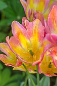 MORTON HALL GARDENS, WORCESTERSHIRE: KITCHEN GARDEN, BORDER, TULIP ANTOINETTE, BULBS, MAY, SPRING