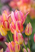 MORTON HALL GARDENS, WORCESTERSHIRE: KITCHEN GARDEN, BORDER, TULIP ANTOINETTE, BULBS, MAY, SPRING