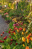 MORTON HALL GARDENS, WORCESTERSHIRE: KITCHEN GARDEN, BORDER, TULIP ANTOINETTE, AMAZING GRACE, SLAWA, UNCLE TOM, BIG SMILE, FLY AWAY, DICENTRA SPECTABILIS, BULBS, MAY, SPRING