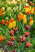 MORTON HALL GARDENS, WORCESTERSHIRE: KITCHEN GARDEN, BORDER, TULIP SLAWA, BIG SMILE, FLY AWAY, ROSES, ROSA PRIMULA, BULBS, MAY, SPRING