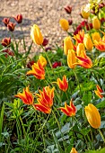 MORTON HALL GARDENS, WORCESTERSHIRE: KITCHEN GARDEN, BORDER, TULIP SLAWA, BIG SMILE, FLY AWAY, BULBS, MAY, SPRING