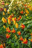 MORTON HALL GARDENS, WORCESTERSHIRE: KITCHEN GARDEN, BORDER, TULIP SLAWA, BIG SMILE, FLY AWAY, ROSES, ROSA PRIMULA, BULBS, MAY, SPRING