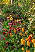 MORTON HALL GARDENS, WORCESTERSHIRE: KITCHEN GARDEN, BORDER, TULIP SLAWA, BIG SMILE, FLY AWAY, BLACK HERO, AMAZING GRACE, ANTOINETTE, ROSES, ROSA PRIMULA, BULBS, MAY, SPRING