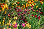 MORTON HALL GARDENS, WORCESTERSHIRE: KITCHEN GARDEN, BORDER, TULIP SLAWA, BIG SMILE, FLY AWAY, BLACK HERO, AMAZING GRACE, ANTOINETTE, DICENTRA, ROSA PRIMULA, BULBS, MAY, SPRING