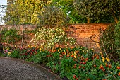 MORTON HALL GARDENS, WORCESTERSHIRE: KITCHEN GARDEN, BORDER, TULIP SLAWA, BIG SMILE, FLY AWAY, BLACK HERO, AMAZING GRACE, UNCLE TOM, ROSA PRIMULA, BULBS, MAY, SPRING, WALLED GARDEN