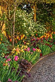 MORTON HALL GARDENS, WORCESTERSHIRE: KITCHEN GARDEN, BORDER, TULIP SLAWA, BIG SMILE, FLY AWAY, BLACK HERO, AMAZING GRACE, ANTOINETTE, DICENTRA, ROSA PRIMULA, BULBS, MAY, SPRING