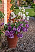 MORTON HALL GARDENS, WORCESTERSHIRE: TERRACOTTA CONTAINERS ON PATIO, TERRACE, TULIP WHITE TRIUMPHATOR, TULIP BLUE DIAMOND, SPRING, BULBS