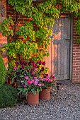 MORTON HALL GARDENS, WORCESTERSHIRE: TERRACOTTA CONTAINERS ON PATIO, TERRACE, BESIDE DOOR, SCHIZOPHRAGMA MOONLIGHT, TULIP AMAZING GRACE, TULIP EDUARD PELGER