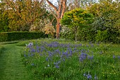 MORTON HALL GARDENS, WORCESTERSHIRE: CAMASSIAS, PATH, BENCH, MAY, BULBS, MEADOW