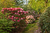 BOLESWORTH CASTLE, CHESHIRE, MAY, THE ROCK WALK, PATH PAST RHODODENDRON HYDON DAWN, RHODODENDRON PERCY WISEMAN