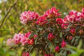 BOLESWORTH CASTLE, CHESHIRE, MAY, THE ROCK WALK, RHODODENDRON HYDON DAWN, SHRUBS