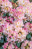 BOLESWORTH CASTLE, CHESHIRE, MAY, PALE PINK, CREAM FLOWERS OF RHODODENDRON PERCY WISEMAN, SHRUBS