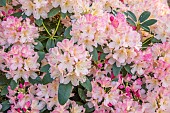 BOLESWORTH CASTLE, CHESHIRE, MAY, PALE PINK, CREAM FLOWERS OF RHODODENDRON PERCY WISEMAN, SHRUBS