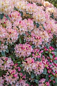 BOLESWORTH CASTLE, CHESHIRE, MAY, PALE PINK, CREAM FLOWERS OF RHODODENDRON PERCY WISEMAN, SHRUBS