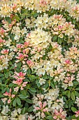 BOLESWORTH CASTLE, CHESHIRE, MAY, PALE PINK, CREAM, YELLOW FLOWERS OF RHODODENDRON GOLDEN TORCH, SHRUBS