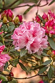 BOLESWORTH CASTLE, CHESHIRE, MAY, PALE PINK, FLOWERS OF RHODODENDRON HYDON DAWN. SHRUBS