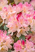 BOLESWORTH CASTLE, CHESHIRE, MAY, PALE PINK, CREAM, FLOWERS OF RHODODENDRON PERCY WISEMAN, SHRUBS