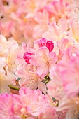 BOLESWORTH CASTLE, CHESHIRE, MAY, PALE PINK, CREAM, FLOWERS OF RHODODENDRON PERCY WISEMAN, SHRUBS