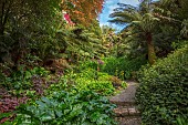 TREBAH GARDEN, CORNWALL, SPRING, MAY: THE WATER GARDEN, PRIMULAS, DICKSONIA ANTARCTICA, SHADE, SHADY, STREAM, PATH