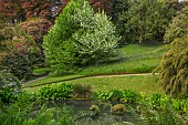 TREBAH GARDEN, CORNWALL, MAY, POND, POOL, HANDKERCHIEF TREE, DAVIDIA INVOLUCRATA VAR. VILMORINIANA, TREES, DECIDUOUS, SPRING