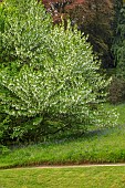 TREBAH GARDEN, CORNWALL, MAY, HANDKERCHIEF TREE, DAVIDIA INVOLUCRATA VAR. VILMORINIANA, TREES, DECIDUOUS, SPRING