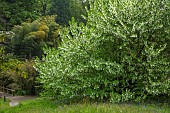 TREBAH GARDEN, CORNWALL, MAY, HANDKERCHIEF TREE, DAVIDIA INVOLUCRATA VAR. VILMORINIANA, TREES, DECIDUOUS, SPRING