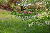 TREBAH GARDEN, CORNWALL, MAY, HANDKERCHIEF TREE, DAVIDIA INVOLUCRATA VAR. VILMORINIANA, TREES, DECIDUOUS, SPRING