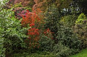 TREBAH GARDEN, CORNWALL, MAY, HANDKERCHIEF TREE, DAVIDIA INVOLUCRATA VAR. VILMORINIANA, EMBOTHRIUM COCCINEA, CHILEAN COMB, TREES, DECIDUOUS, SPRING