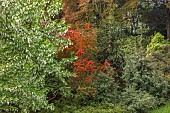 TREBAH GARDEN, CORNWALL, MAY, HANDKERCHIEF TREE, DAVIDIA INVOLUCRATA VAR. VILMORINIANA, EMBOTHRIUM COCCINEA, CHILEAN COMB, TREES, DECIDUOUS, SPRING