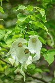 TREBAH GARDEN, CORNWALL, MAY, HANDKERCHIEF TREE, DAVIDIA INVOLUCRATA VAR. VILMORINIANA, TREES, DECIDUOUS, SPRING
