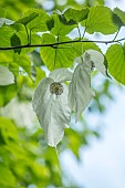 TREBAH GARDEN, CORNWALL, MAY, HANDKERCHIEF TREE, DAVIDIA INVOLUCRATA VAR. VILMORINIANA, TREES, DECIDUOUS, SPRING