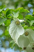 TREBAH GARDEN, CORNWALL, MAY, HANDKERCHIEF TREE, DAVIDIA INVOLUCRATA VAR. VILMORINIANA, TREES, DECIDUOUS, SPRING