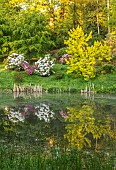 WOOTTON HALL, DERBYSHIRE: SPRING, MAY, YELLOW FOLIAGE OF ACER PLATANOIDES PRINCETON GOLD, WHITE RHODODENDRON, BESIDE LAKE, POOL, WATER, REFLECTION, REFLECTED