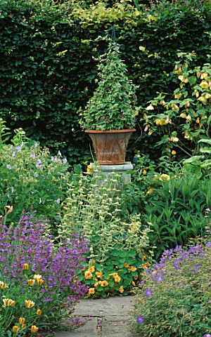 URN_WITH_IVY_ON_A_PEDESTAL_NEARBY_IS_ABUTILON_CANARY_BIRD__BALLOTA_ALL_HALLOWS_GREENWOLLERTON_OLD_HA