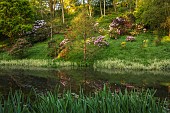 WOOTTON HALL, DERBYSHIRE: SPRING, MAY, RHODODENDRONS REFLECTED IN THE LAKE, WATER, REFLECTIONS, REFLECTED