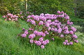 WOOTTON HALL, DERBYSHIRE: SPRING, MAY, RHODODENDRONS GROWING IN GRASS ABOVE LAKE, RHODODENDRON ROCKET