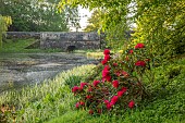 WOOTTON HALL, DERBYSHIRE: SPRING, MAY, RHODODENDRONS GROWING IN GRASS ABOVE LAKE, RHODODENDRON MARKEETAS PRIZE