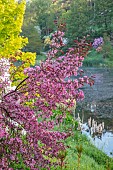 WOOTTON HALL, DERBYSHIRE: SPRING, MAY, PINK BLOSSOM, FLOWERS OF PRUNUS