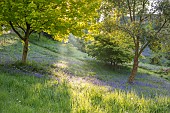 WOOTTON HALL, DERBYSHIRE: SPRING, MAY, BLUEBELLS BENEATH TREES