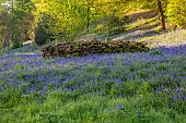 WOOTTON HALL, DERBYSHIRE: SPRING, MAY, BLUEBELLS, LOG PILE FOR WILDLIFE