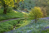 WOOTTON HALL, DERBYSHIRE: SPRING, MAY, BLUEBELLS BENEATH TREES, STREAM, PATH