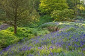 WOOTTON HALL, DERBYSHIRE: SPRING, MAY, BLUEBELLS BENEATH TREES, PATH, STREAM