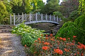 WOOTTON HALL, DERBYSHIRE: SPRING, MAY, RED, ORANGE FLOWERS, BLOOMS OF EUPHORBIA GRIFFITHII FIREGLOW, WOODEN BRIDGE, VIBURNUM