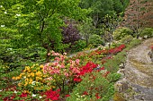 WOOTTON HALL, DERBYSHIRE: SPRING, MAY, AZALEAS AND RHODODENDRONS BESIDE PATH