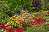 WOOTTON HALL, DERBYSHIRE: SPRING, MAY, AZALEAS AND RHODODENDRONS BESIDE PATH
